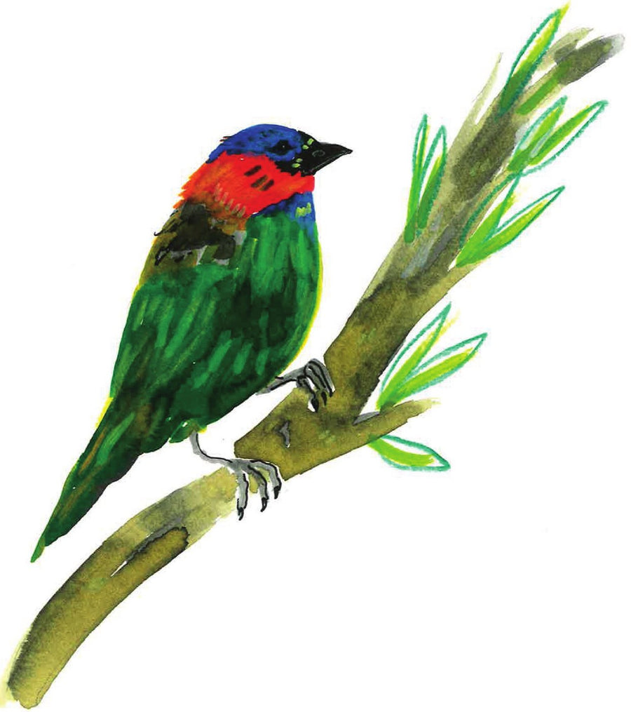 Ilustração do livro Patacoada