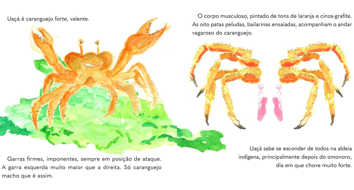 Ilustração do livro O mito de Uaçá e Uaná